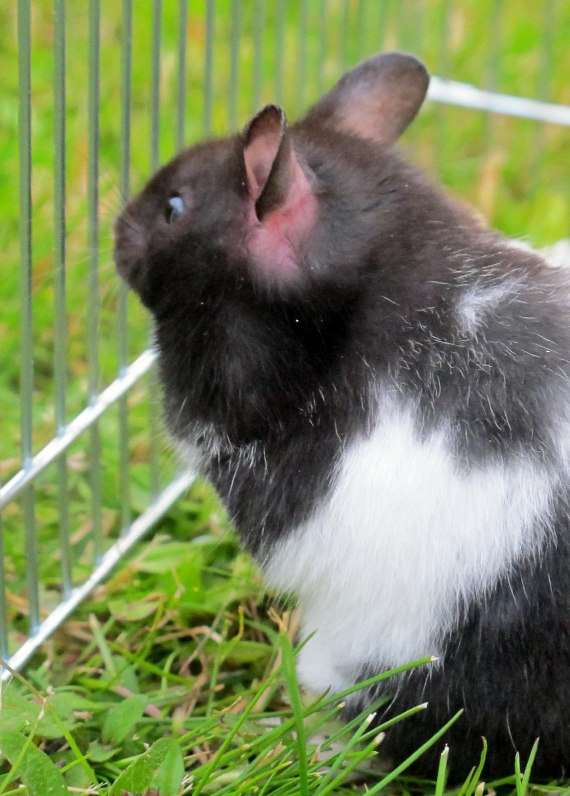 Hamster Silke billede 5