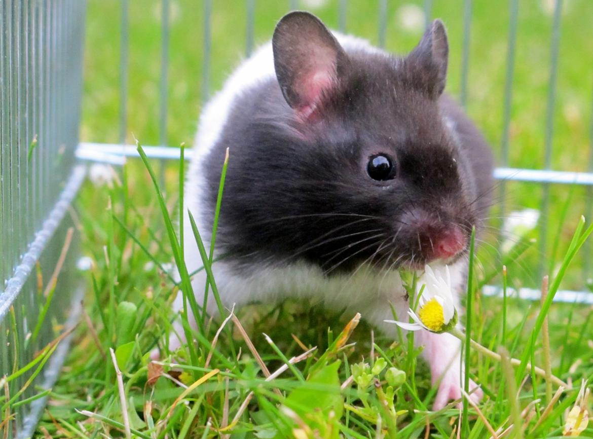 Hamster Silke billede 6