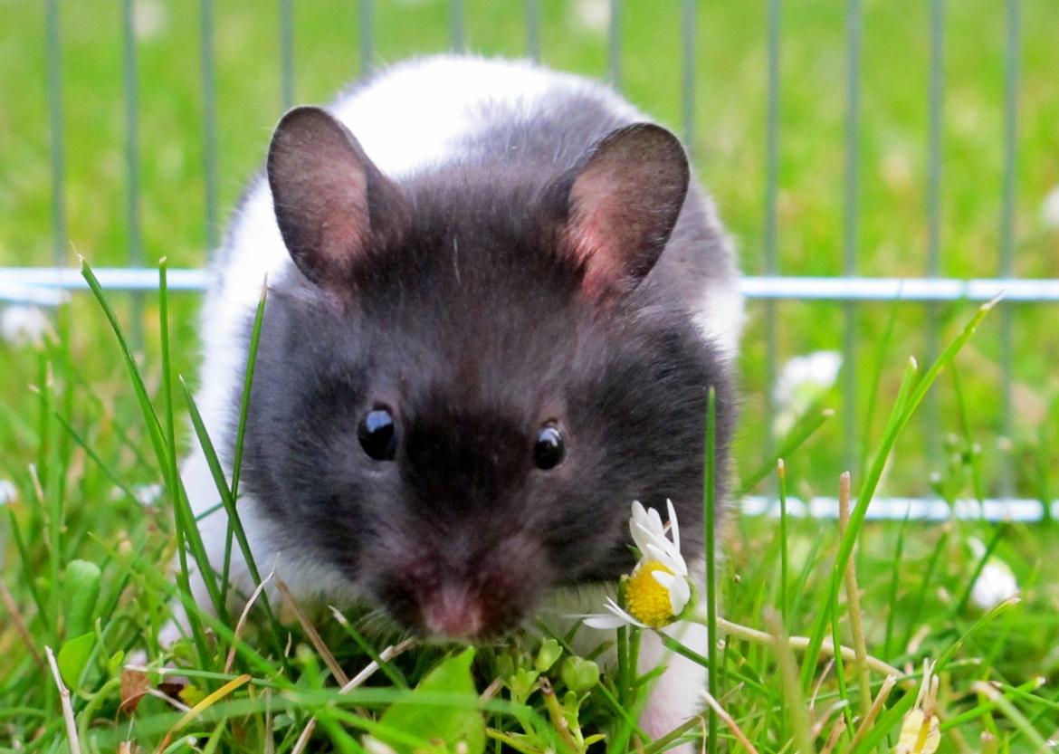 Hamster Silke billede 7