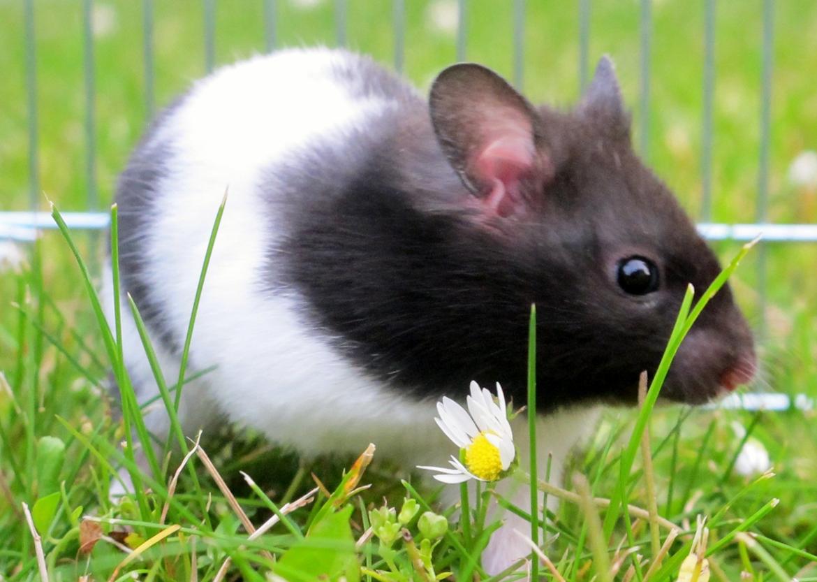 Hamster Silke billede 8