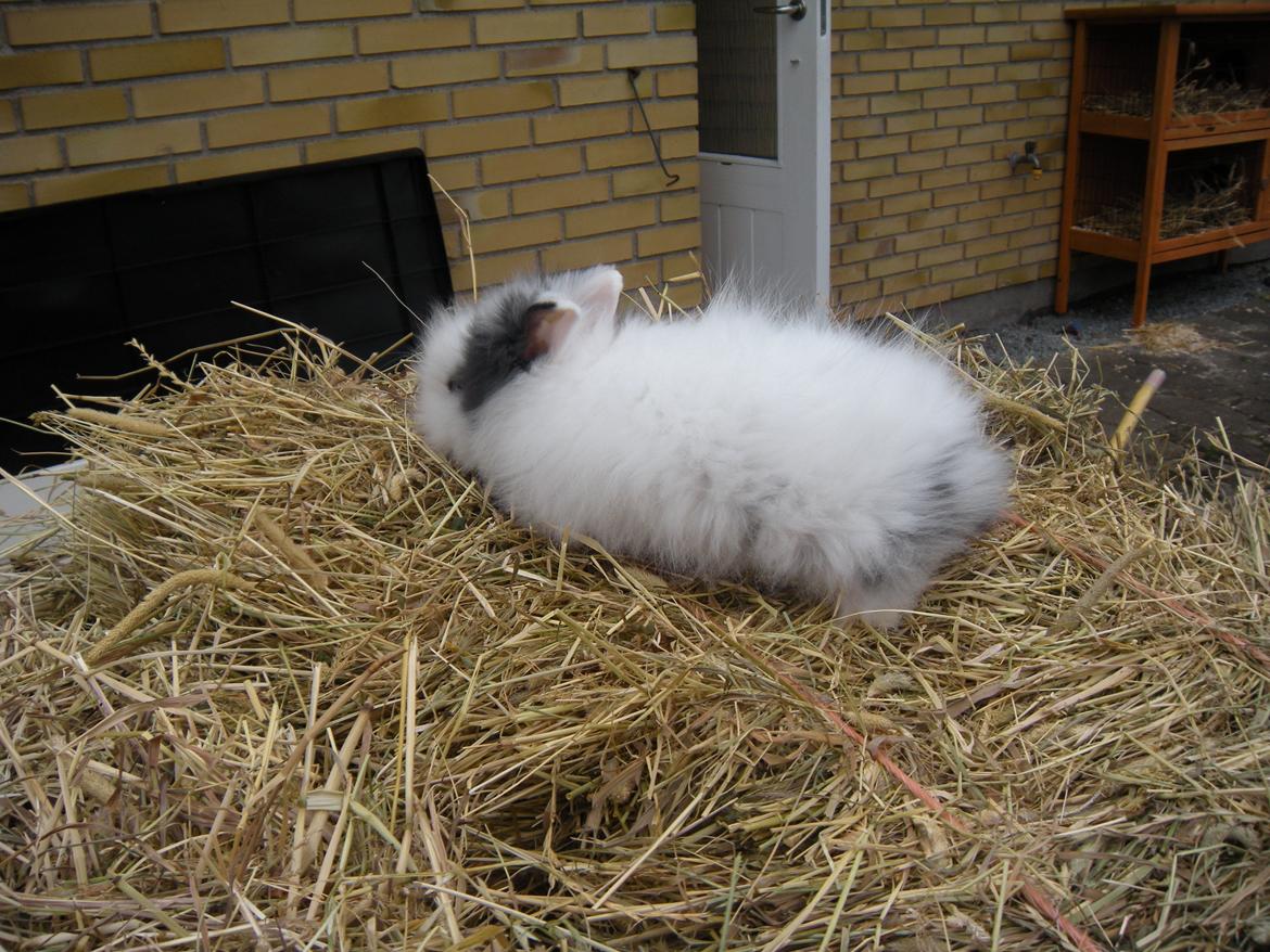 Kanin lykke´s Lille sørøver sally billede 1