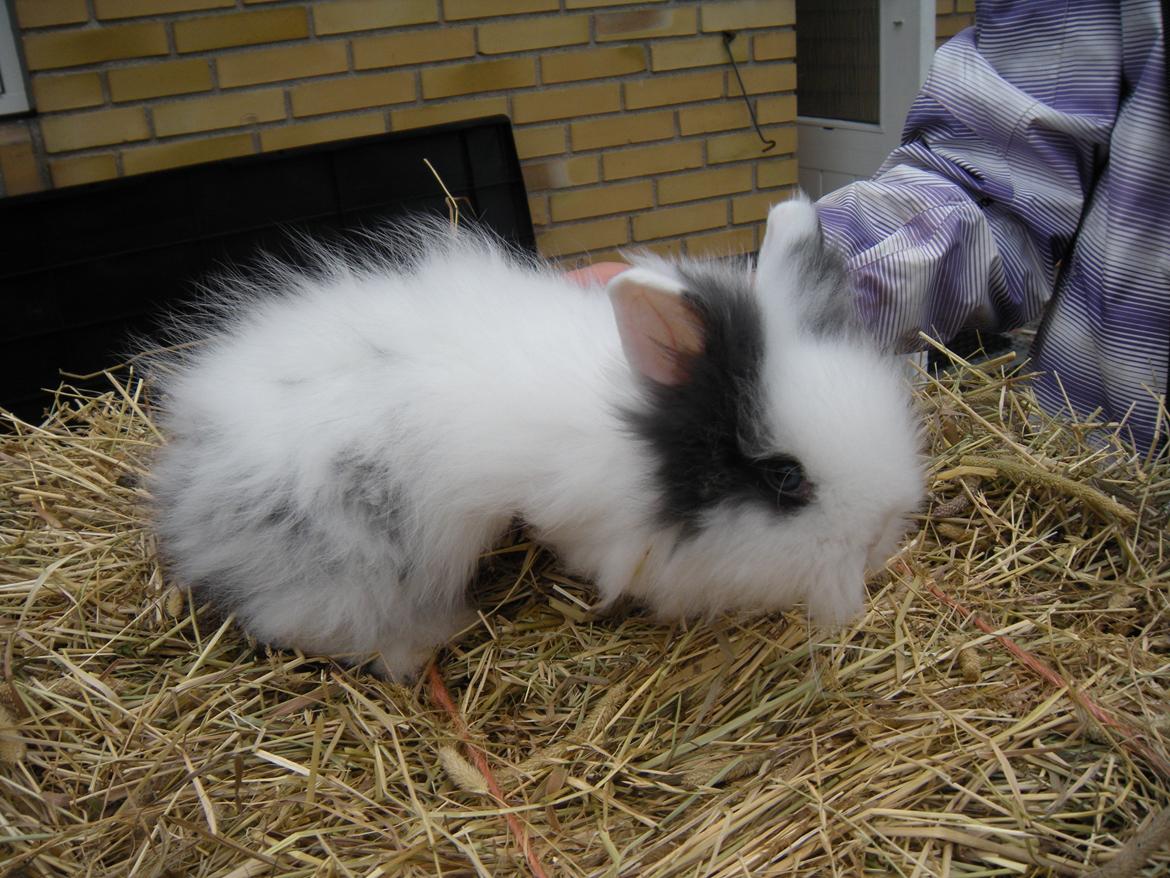 Kanin lykke´s Lille sørøver sally billede 2