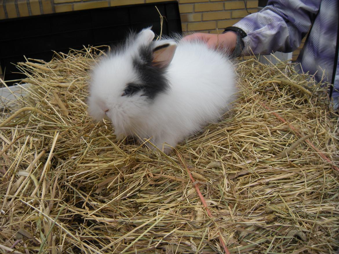 Kanin lykke´s Lille sørøver sally billede 3