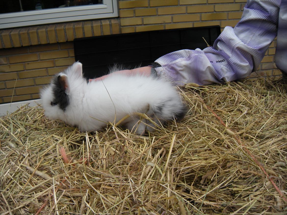 Kanin lykke´s Lille sørøver sally billede 4