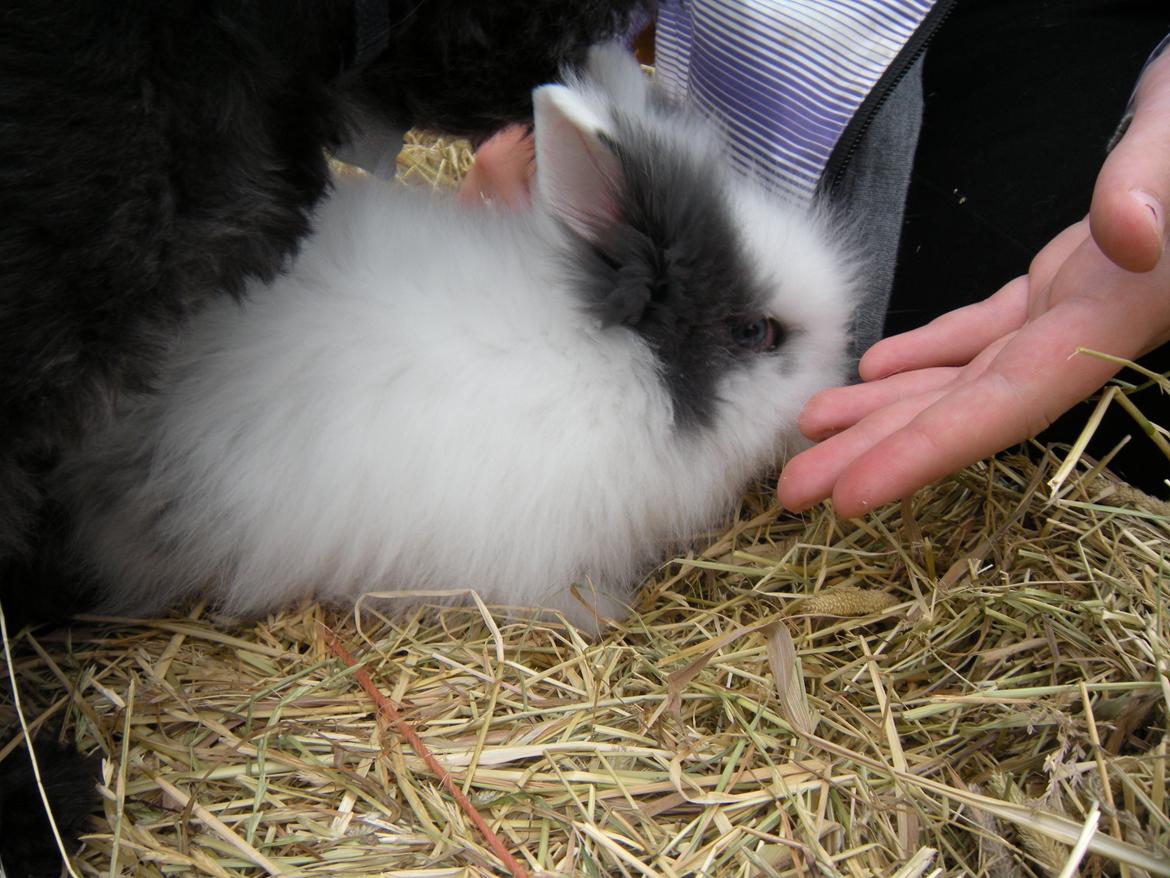 Kanin lykke´s Lille sørøver sally billede 6