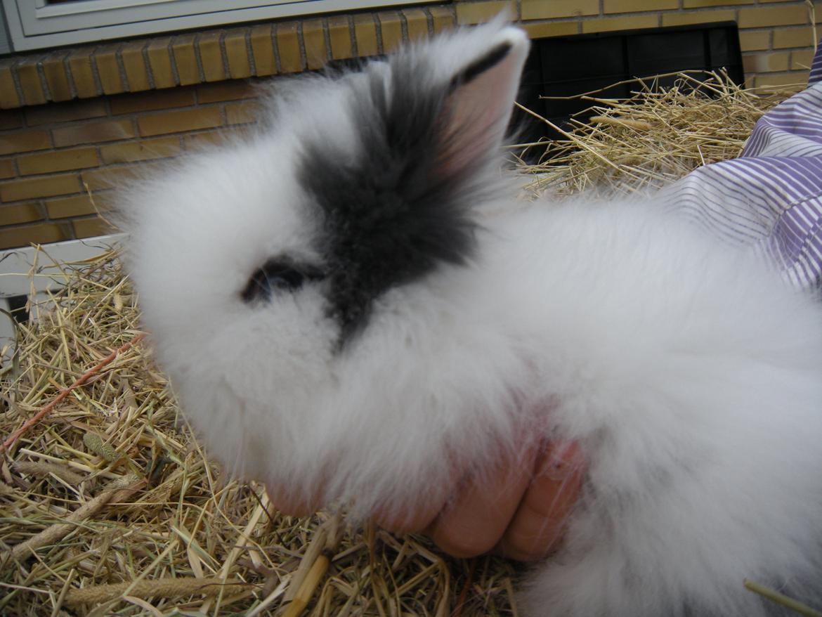 Kanin lykke´s Lille sørøver sally billede 8