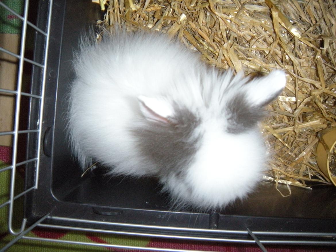 Kanin lykke´s Lille sørøver sally billede 9