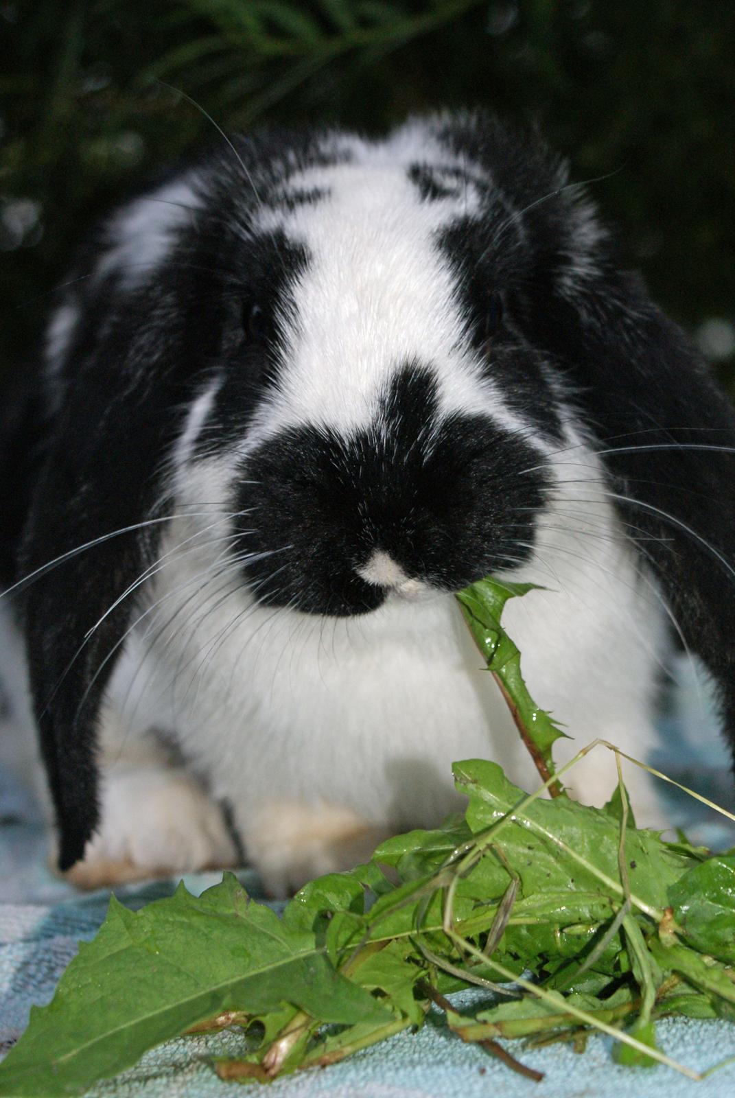 Kanin Fransk vædder *Frk. Lakrids* billede 5