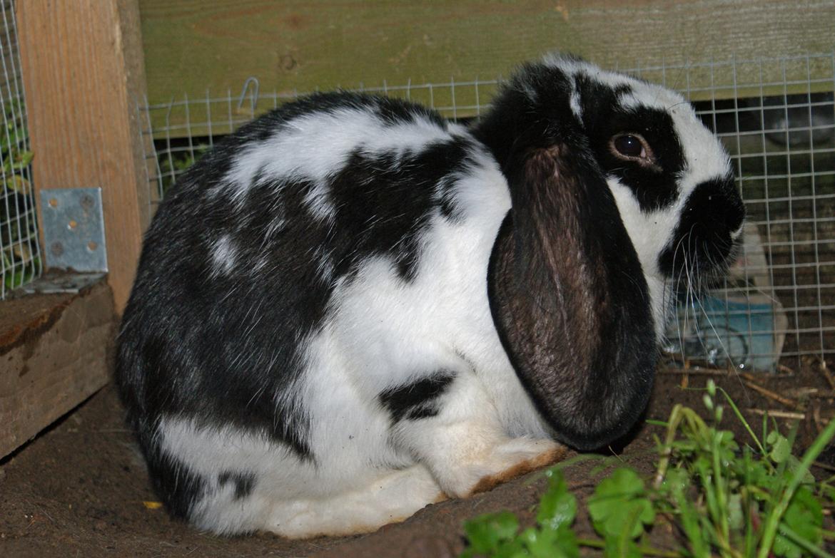 Kanin Fransk vædder *Frk. Lakrids* billede 6