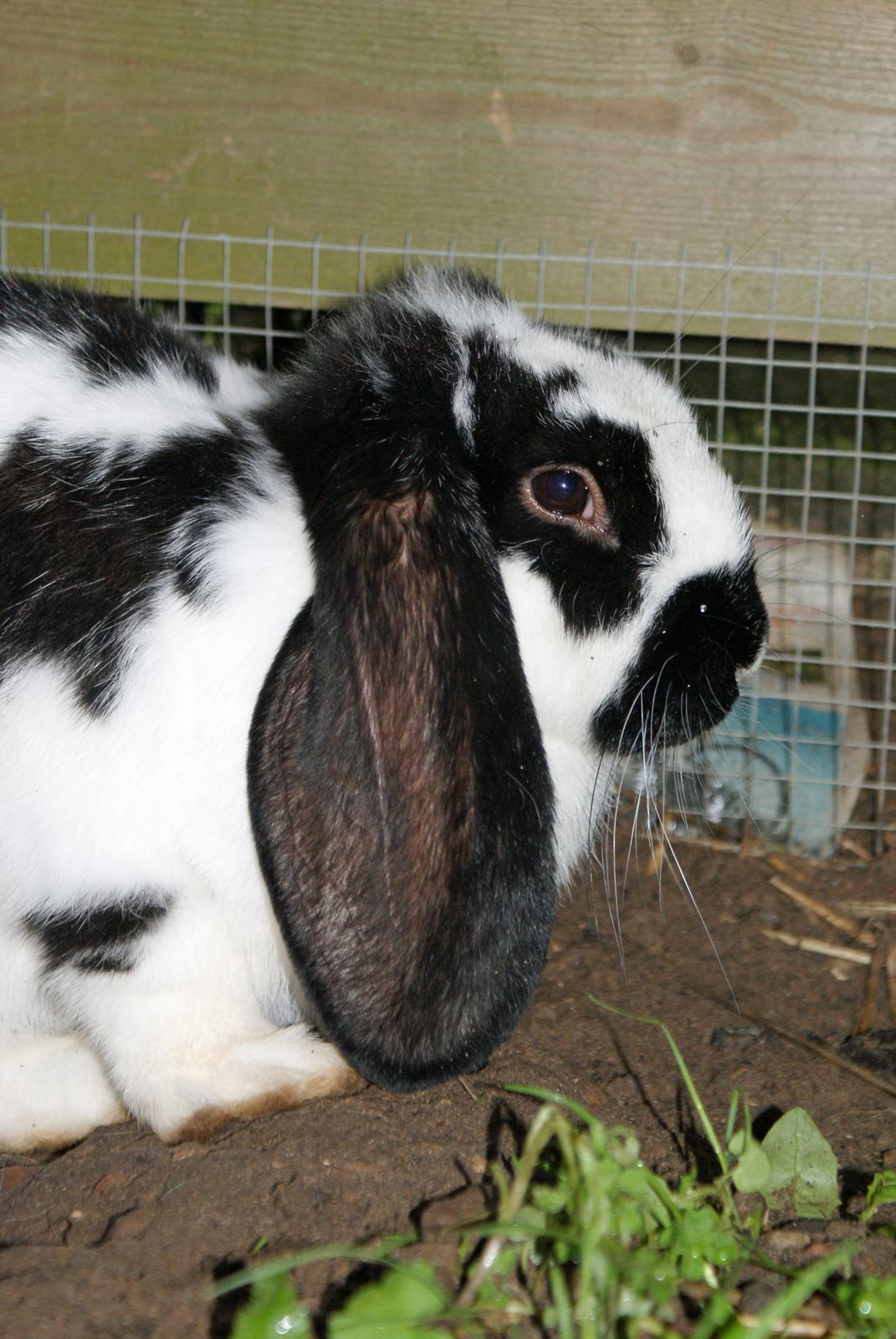 Kanin Fransk vædder *Frk. Lakrids* billede 7