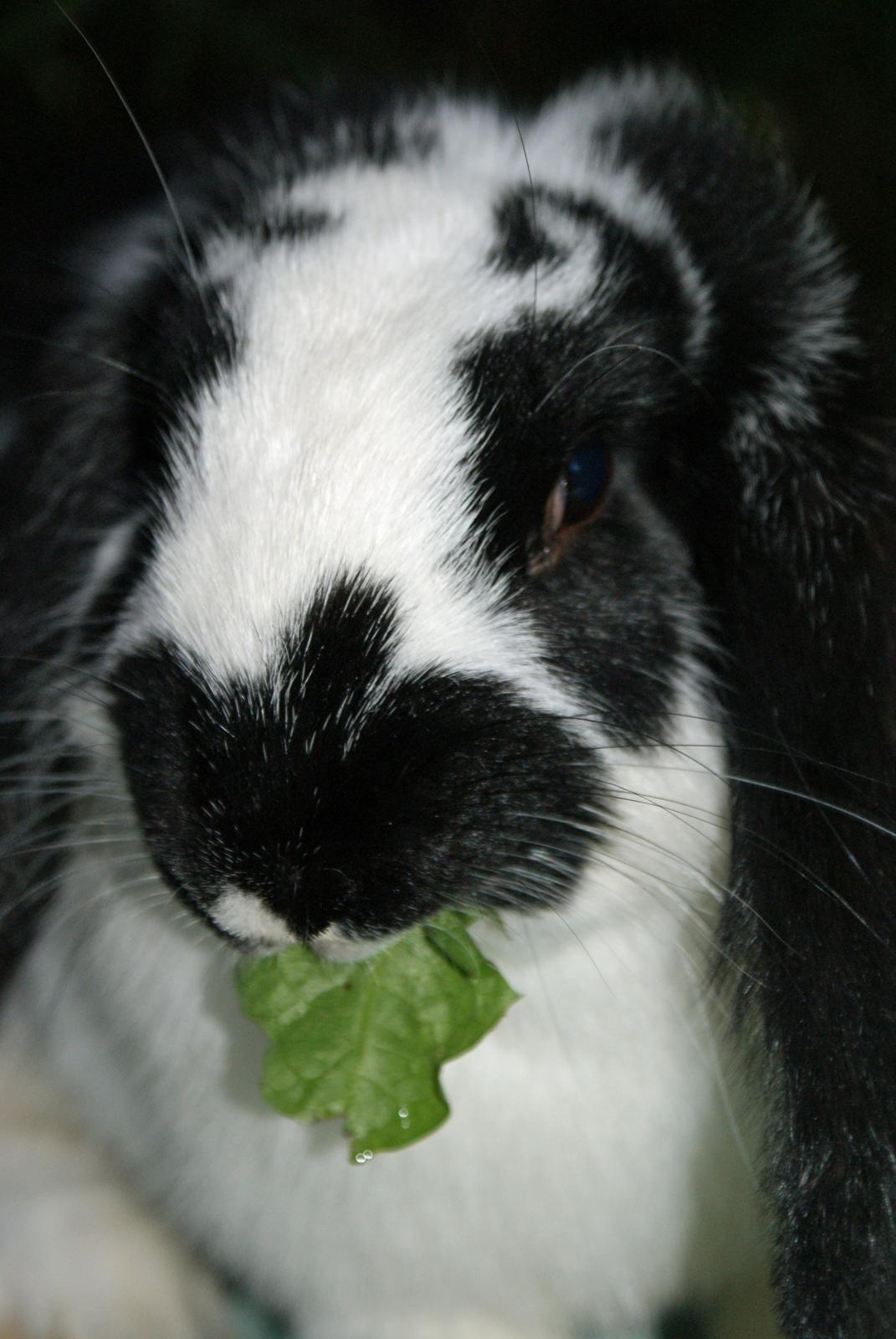 Kanin Fransk vædder *Frk. Lakrids* billede 12