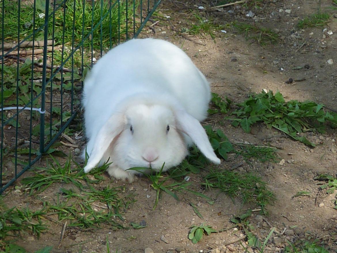 Kanin Viktor billede 2