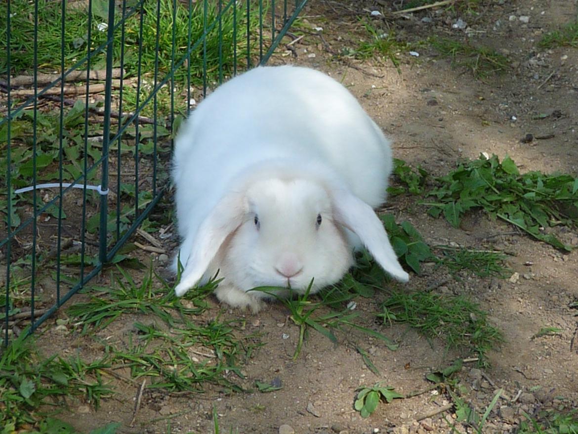 Kanin Viktor billede 3