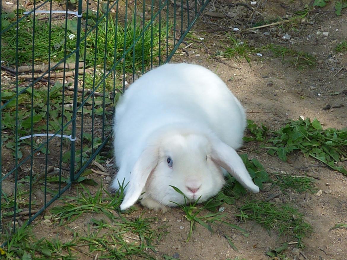 Kanin Viktor billede 4