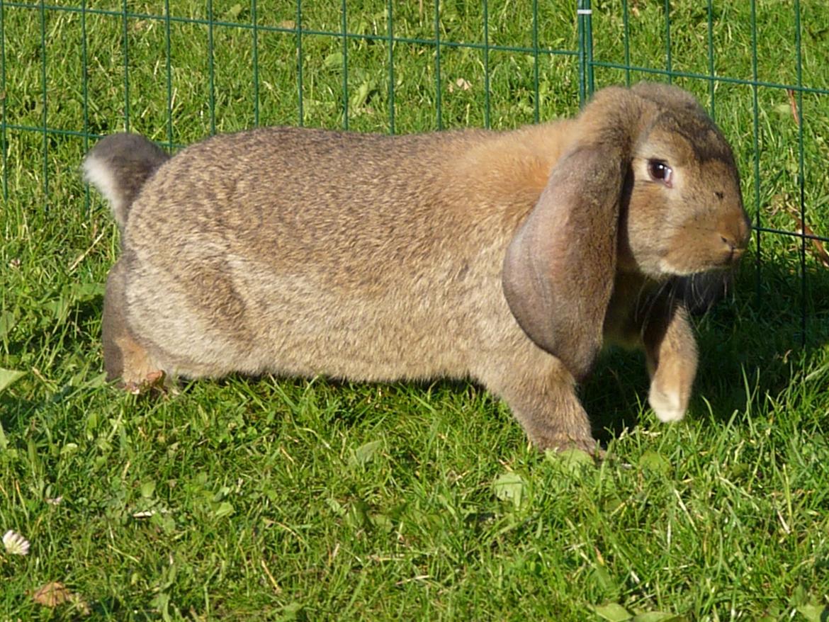 Kanin Tula billede 4