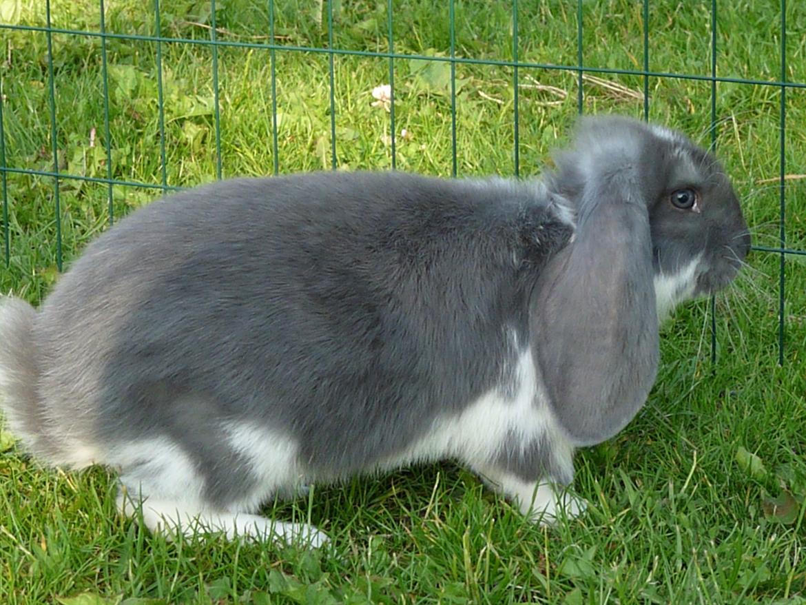 Kanin Xana billede 3