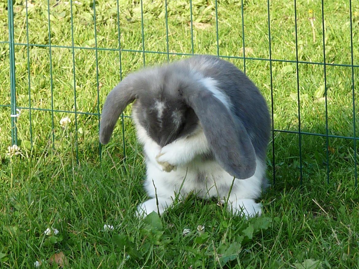 Kanin Xana billede 5