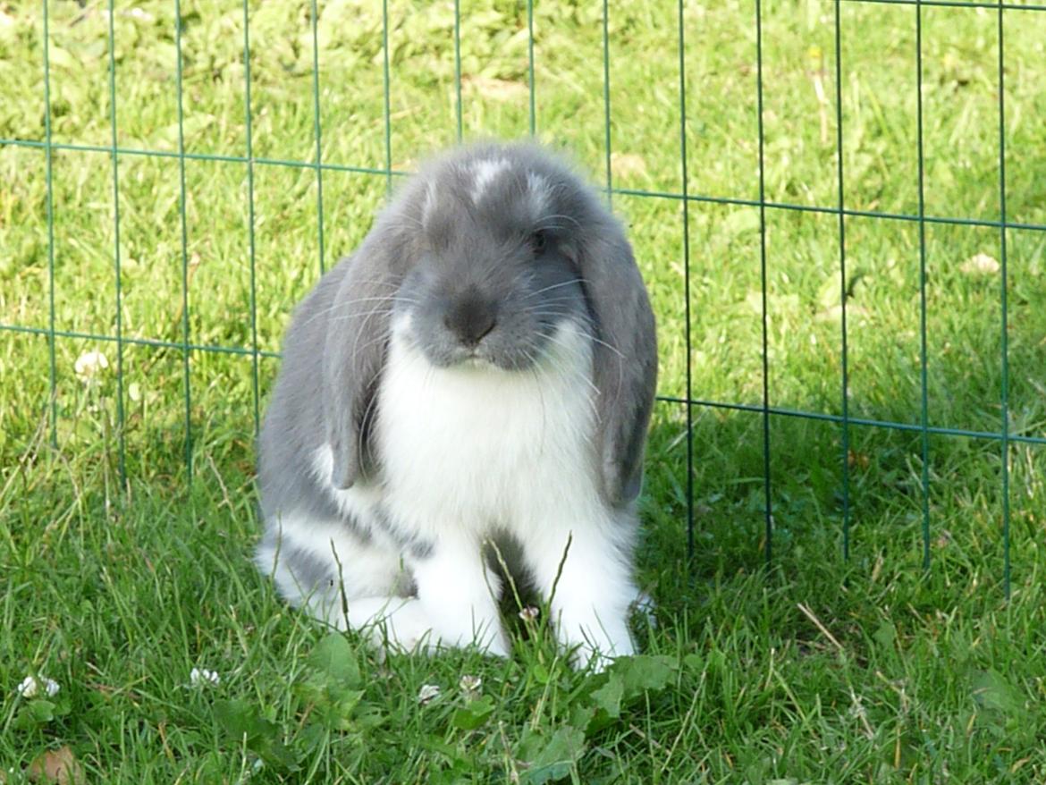 Kanin Xana billede 6