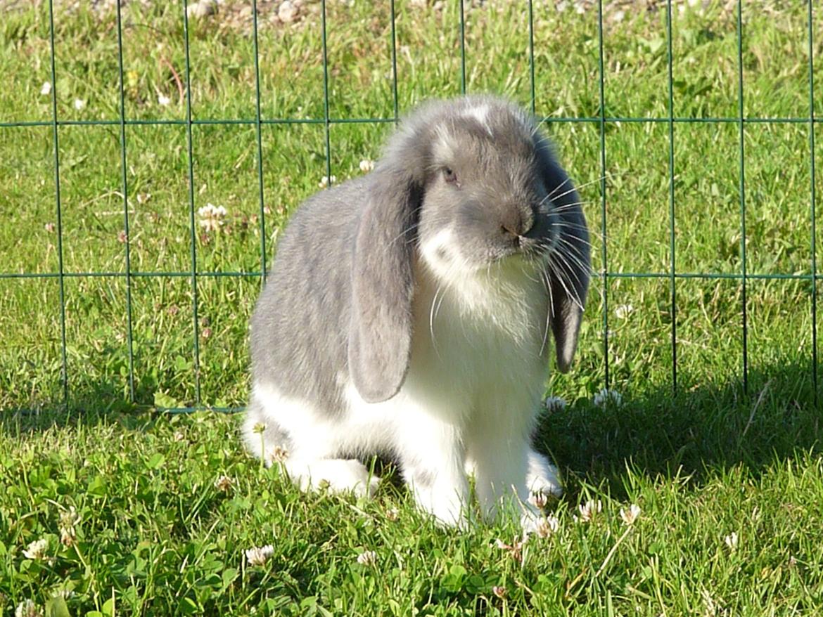 Kanin Xana billede 7