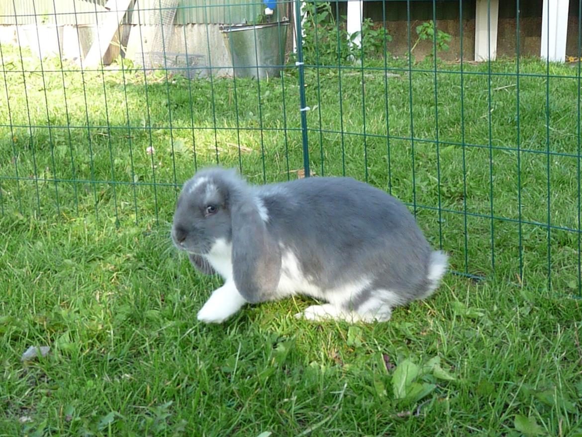 Kanin Xana billede 9