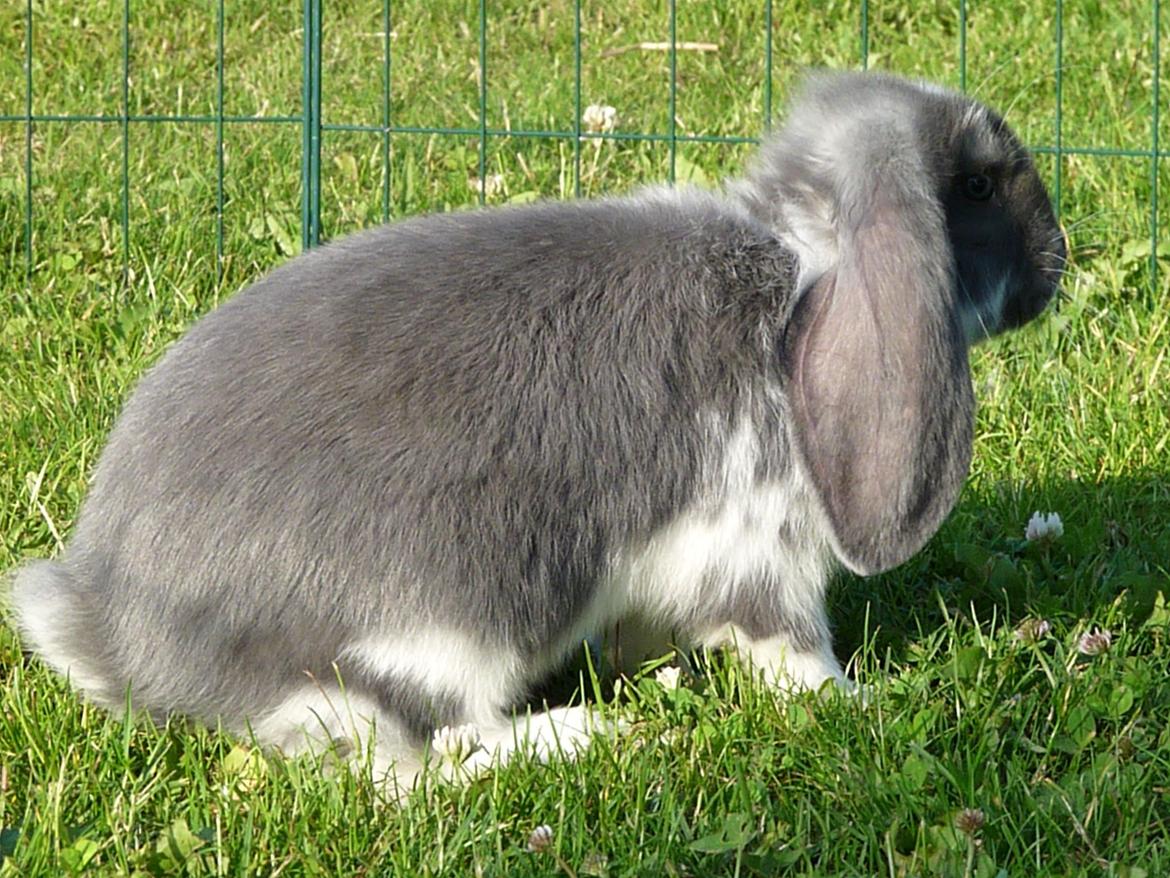 Kanin Xana billede 11