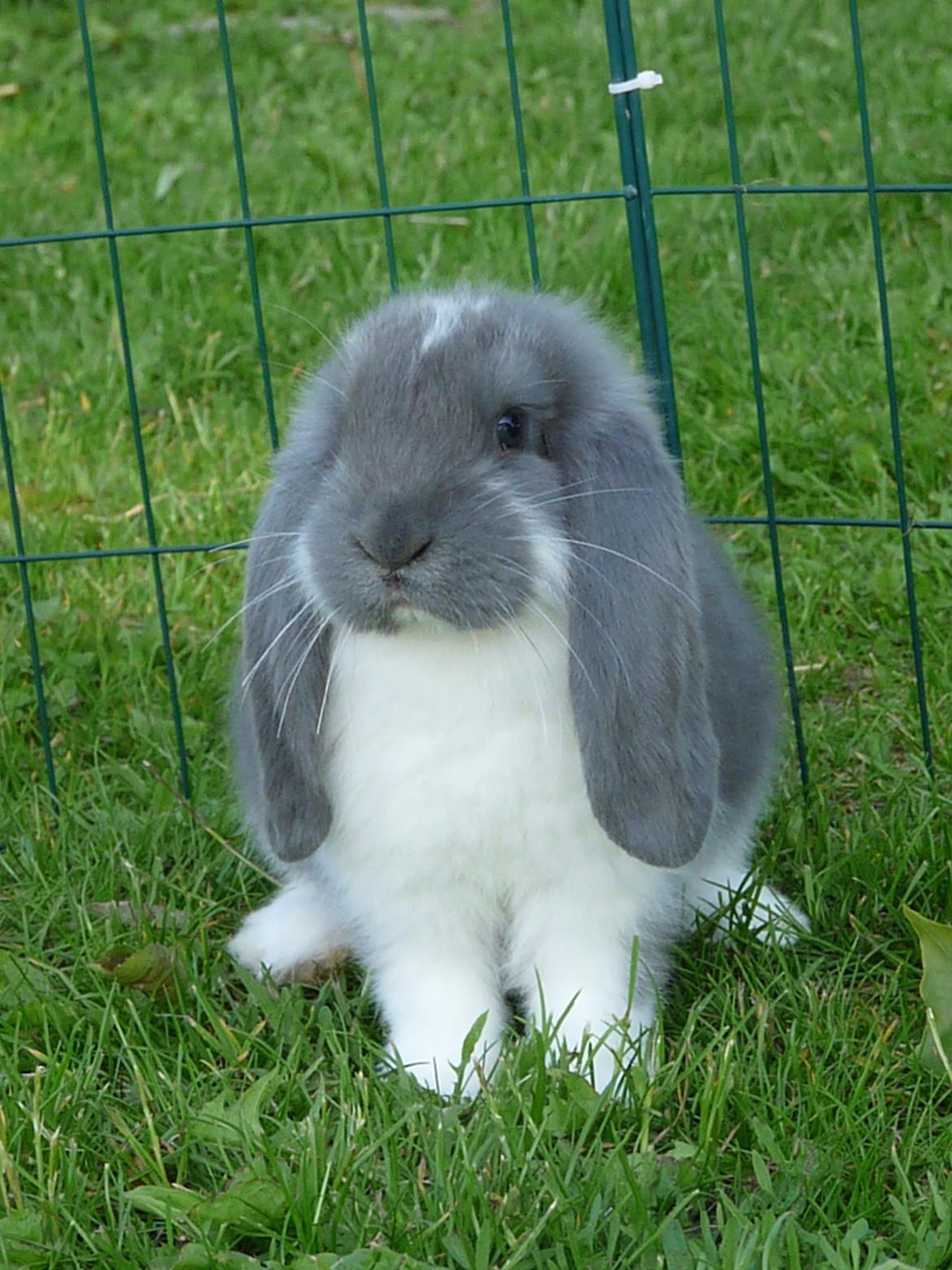 Kanin Silke billede 1