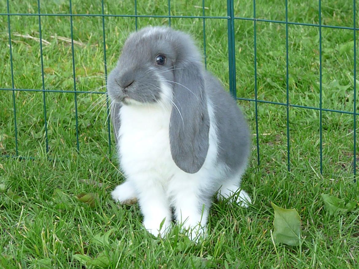 Kanin Silke billede 4