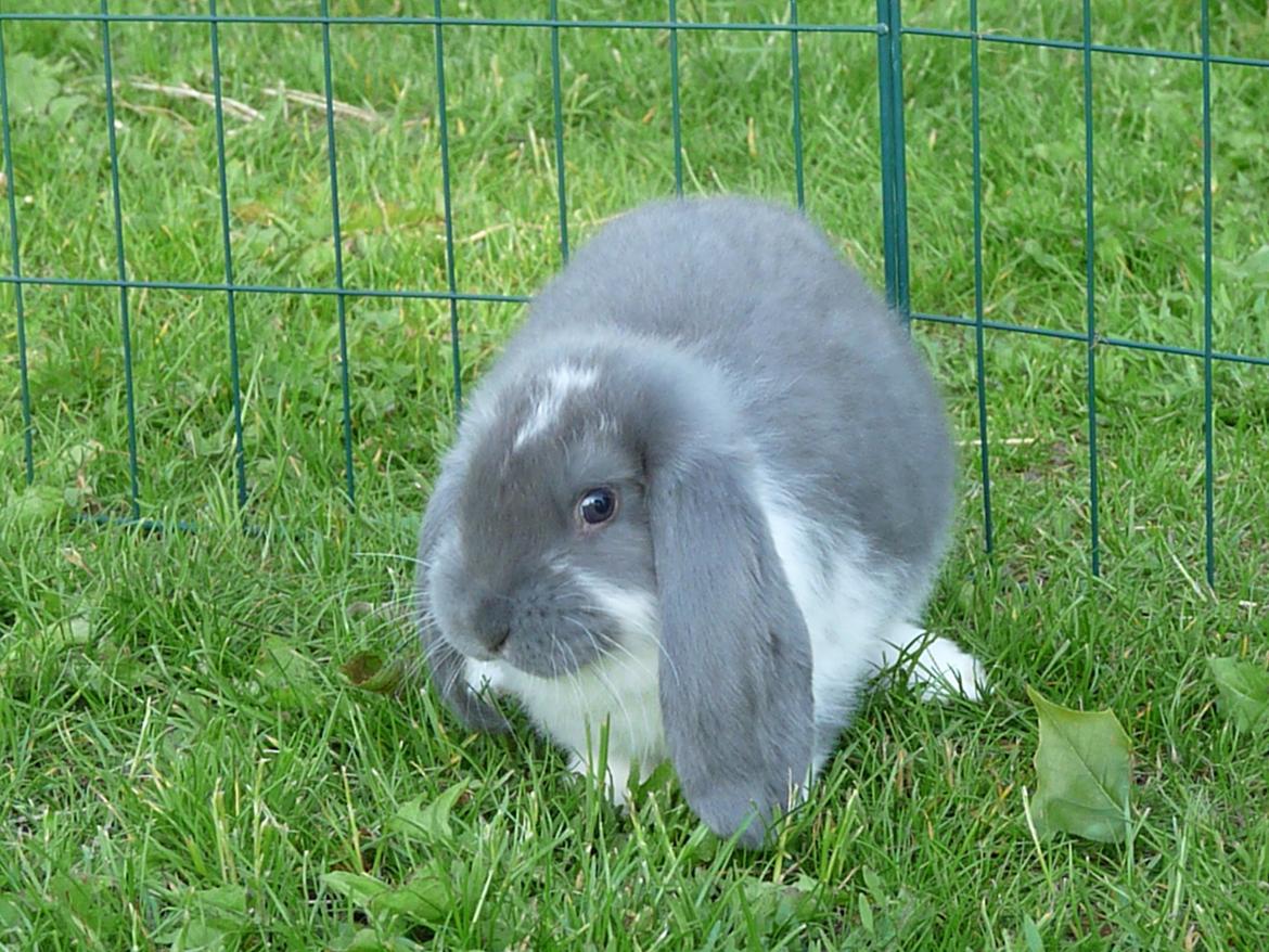 Kanin Silke billede 5
