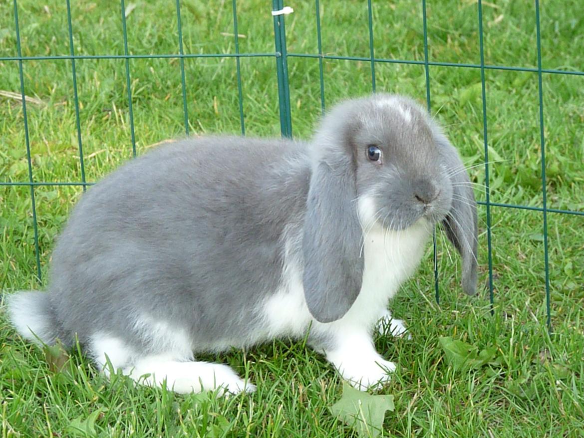 Kanin Silke billede 6