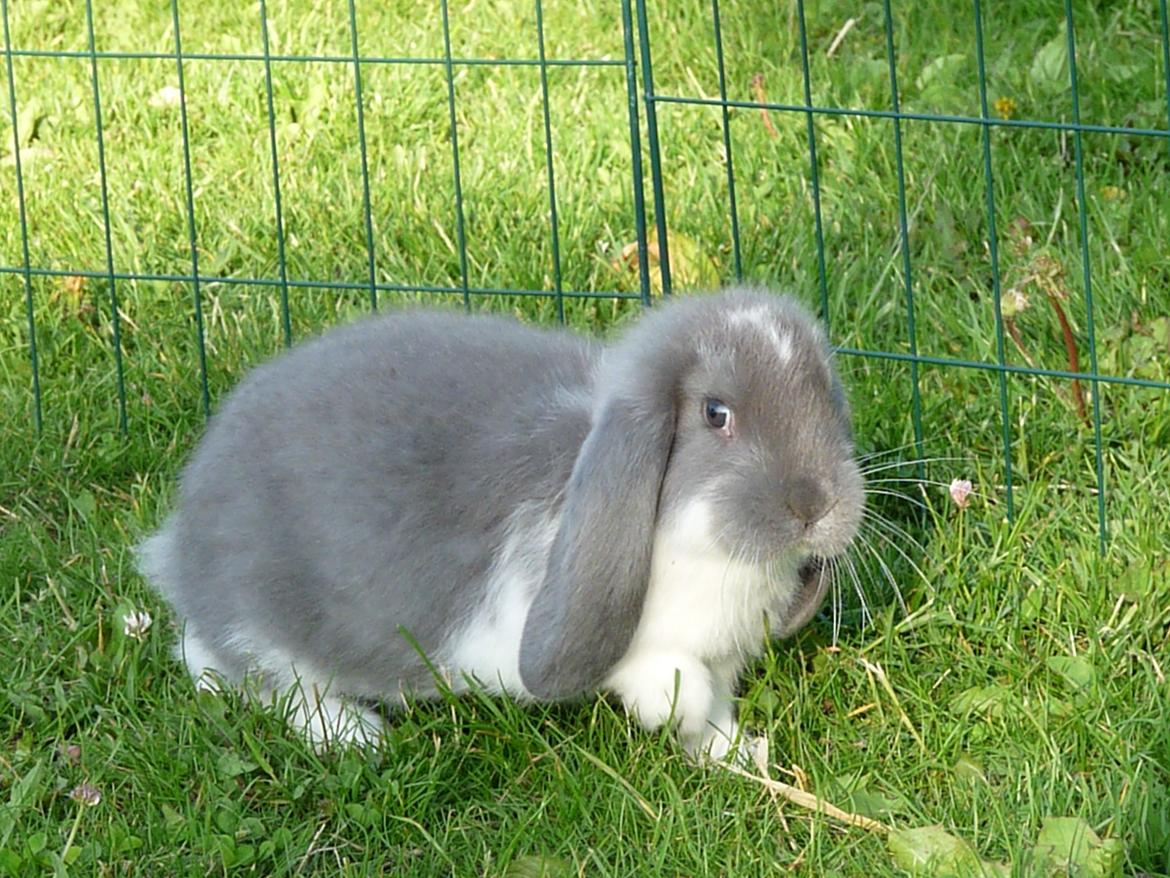 Kanin Silke billede 7