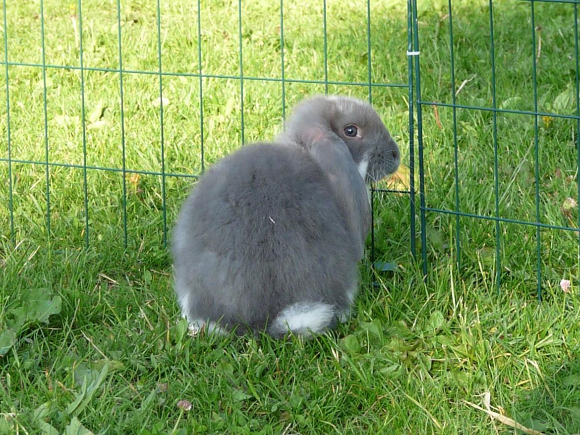 Kanin Silke billede 8