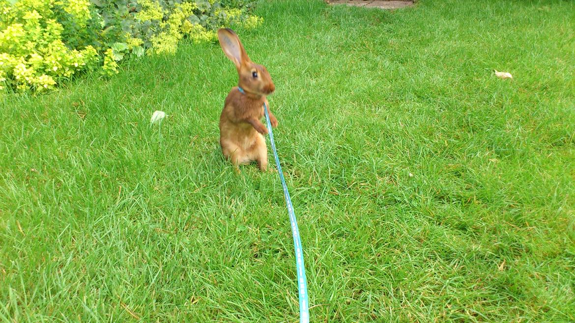 Kanin Belgisk hare. Gaunby`s Alfred billede 5