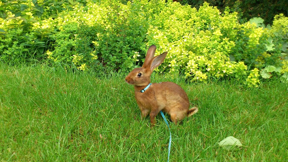 Kanin Belgisk hare. Gaunby`s Alfred billede 6