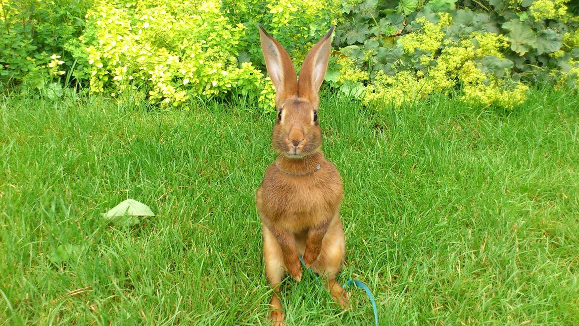 Kanin Belgisk hare. Gaunby`s Alfred billede 8