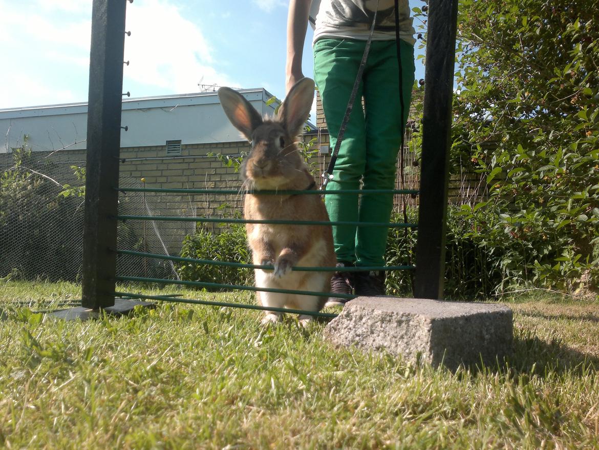 Kanin malibu | blanding billede 18