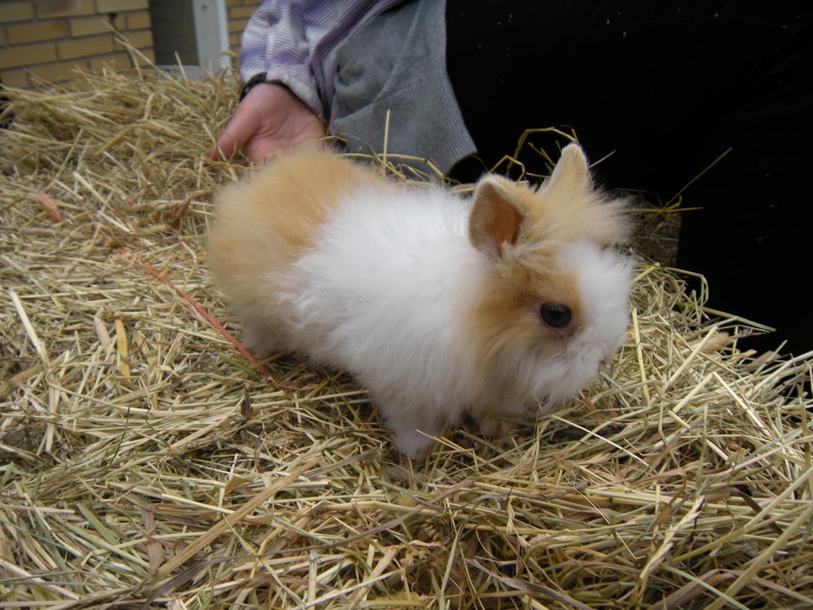 Kanin lykke´s Peanut #min lille rotte# billede 1