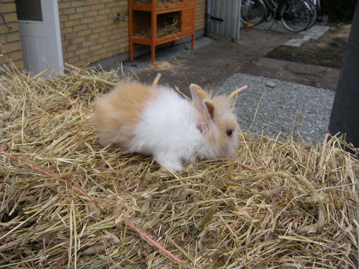 Kanin lykke´s Peanut #min lille rotte# billede 2