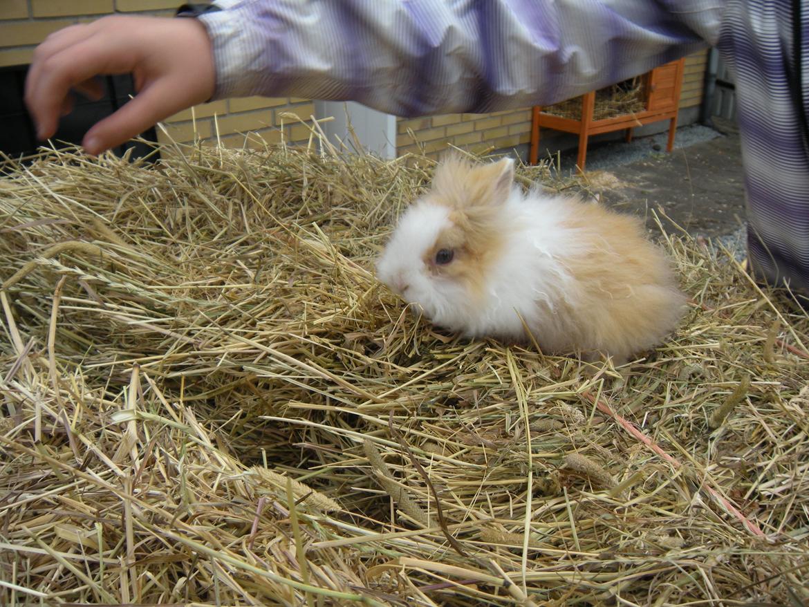 Kanin lykke´s Peanut #min lille rotte# billede 3