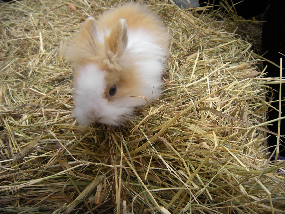 Kanin lykke´s Peanut #min lille rotte# billede 4
