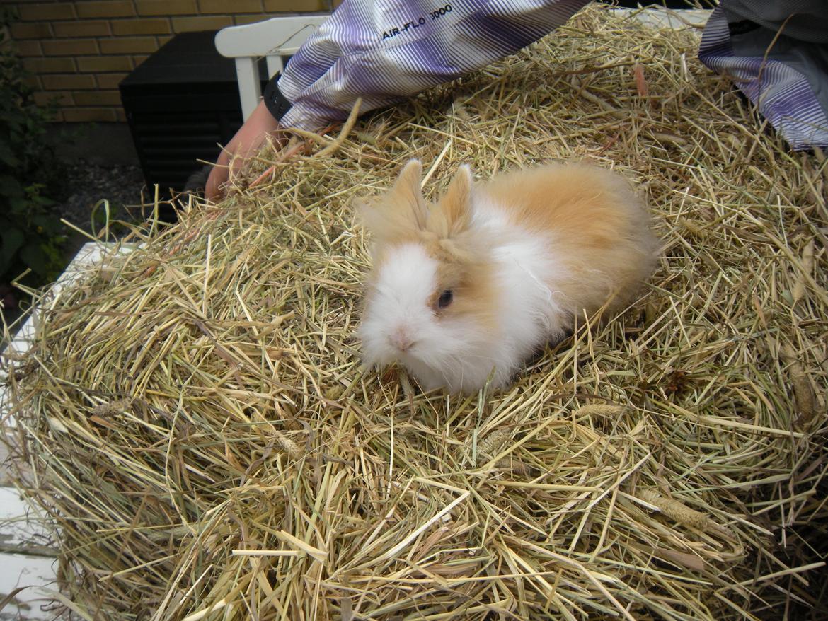Kanin lykke´s Peanut #min lille rotte# billede 5