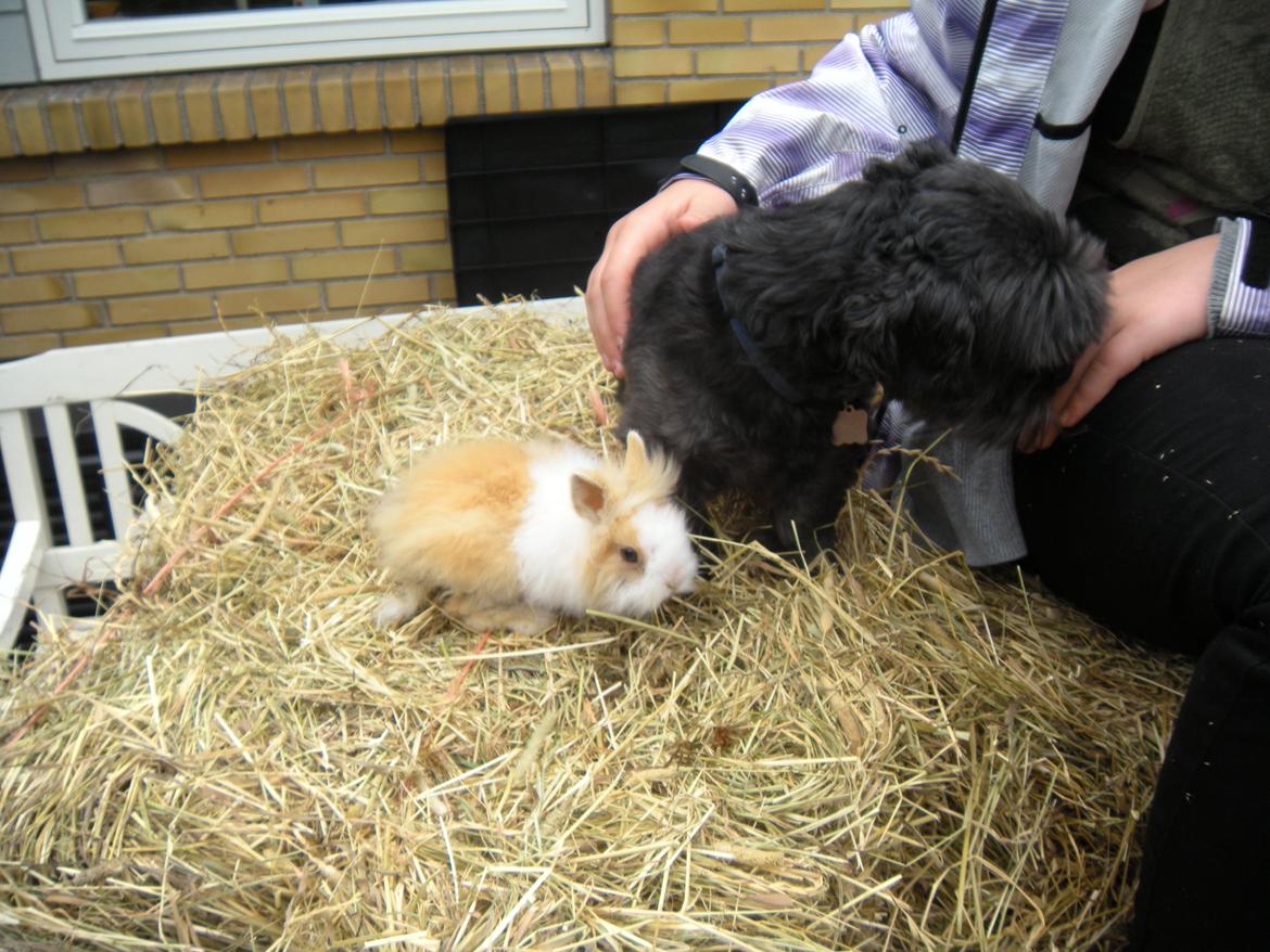 Kanin lykke´s Peanut #min lille rotte# billede 7