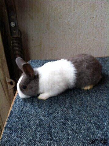 Kanin *Solbakkes Zuri* billede 1