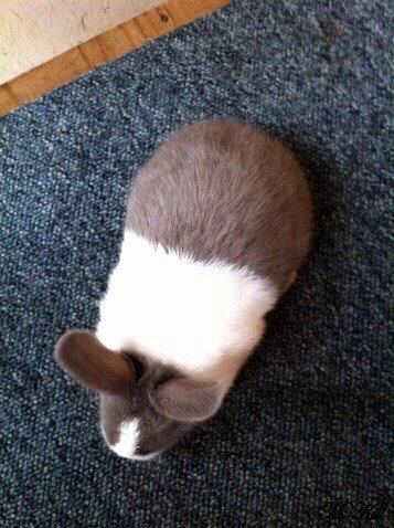 Kanin *Solbakkes Zuri* billede 2