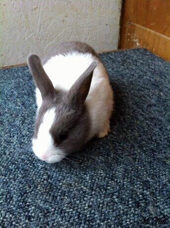 Kanin *Solbakkes Zuri* billede 3