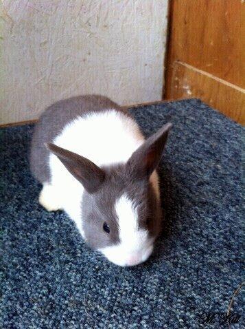 Kanin *Solbakkes Zuri* billede 4