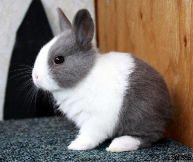 Kanin *Solbakkes Zuri* billede 5