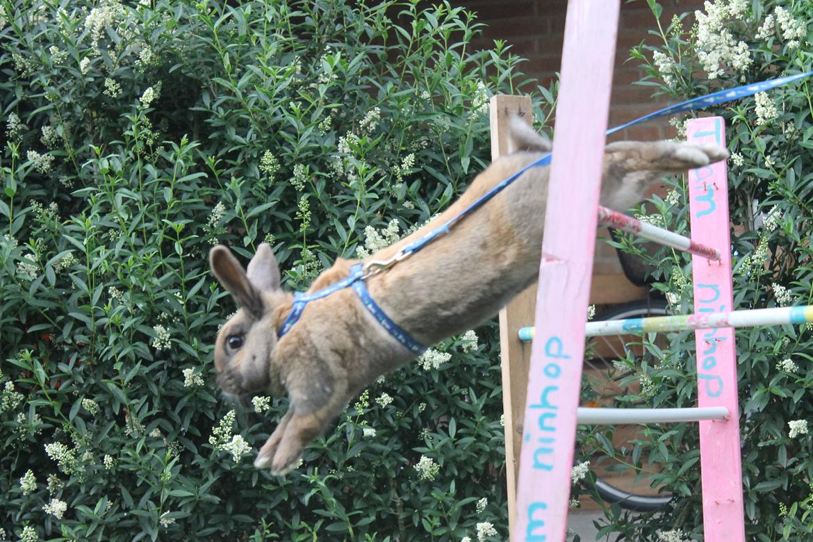 Kanin Hopnin's Tequila billede 13