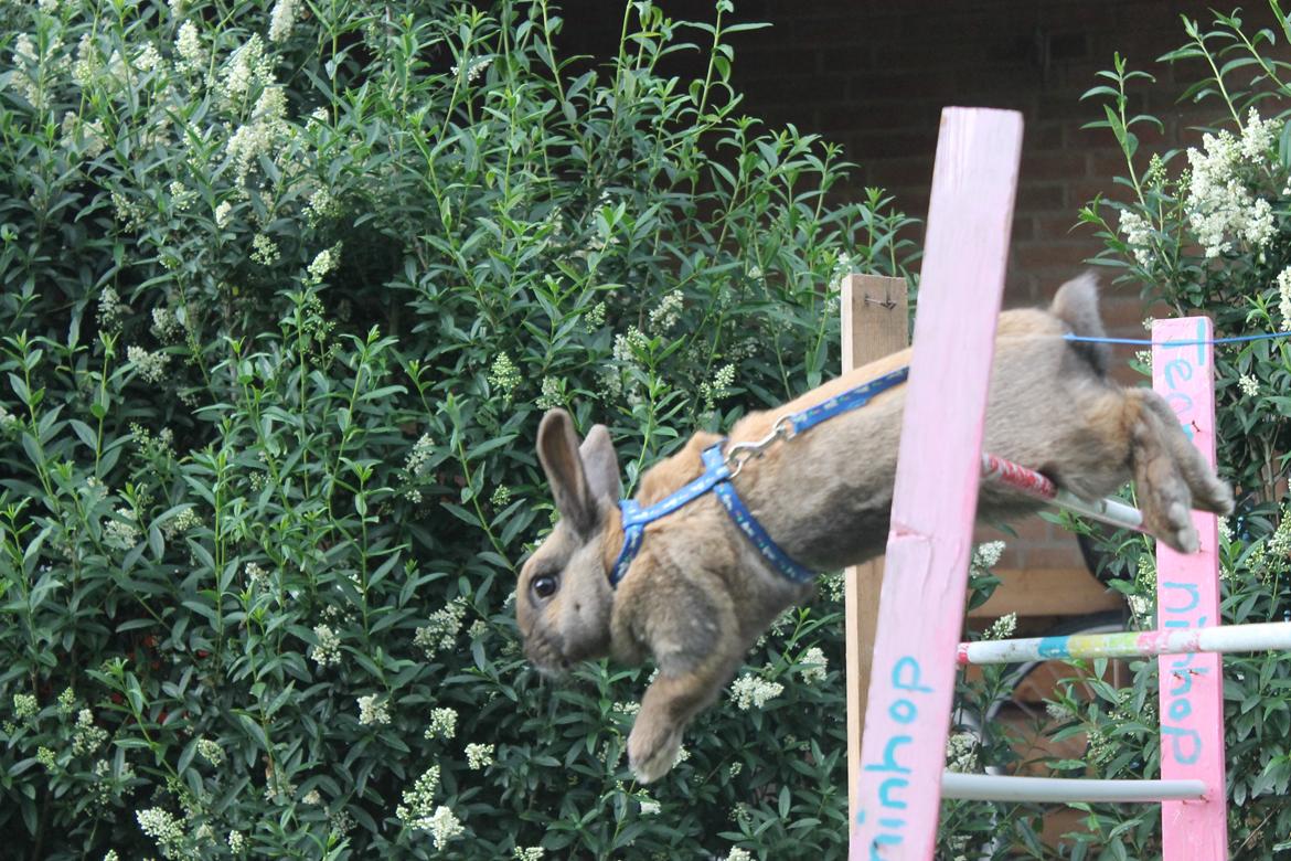 Kanin Hopnin's Tequila billede 14