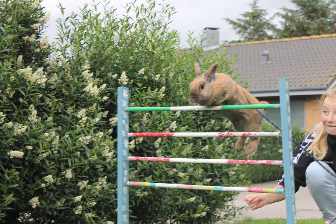 Kanin Hopnin's Tequila billede 15