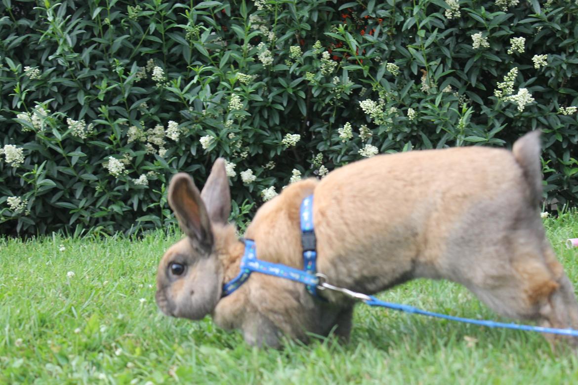 Kanin Hopnin's Tequila billede 16